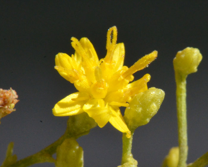 Late Snakeweed has bright yellow or golden-yellow flowers, either solitary or in clusters of 3 to 5. Note the flower heads have both ray and disk florets. Gutierrezia serotina